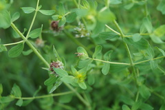 Chaetorellia jaceae