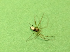 Leucauge venusta