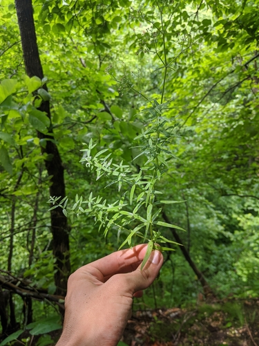 northern bedstraw (Galium boreale)