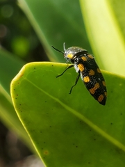 Acmaeodera xanthosticta