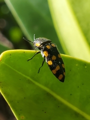 Acmaeodera xanthosticta