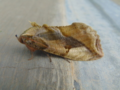 Eudocima apta