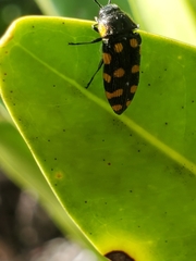 Acmaeodera xanthosticta