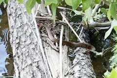 Nerodia sipedon