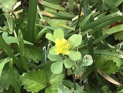 Trifolium dubium