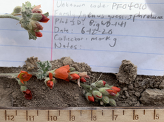 Sphaeralcea munroana