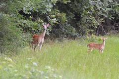 Odocoileus virginianus texanus