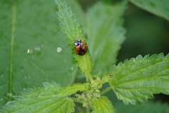 Coccinella septempunctata