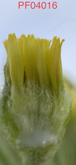 Crepis occidentalis