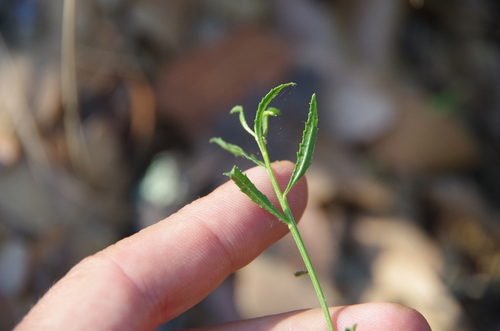 Image of Baccharis thesioides by (c) Eric Knight, some rights reserved (CC BY)