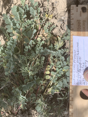 Astragalus iodanthus