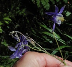 Aquilegia vulgaris dichroa