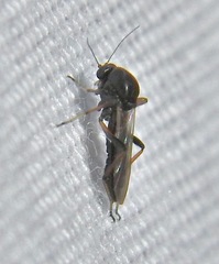 Palpomyia