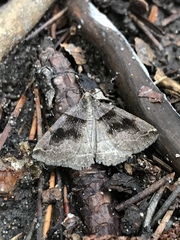 Zanclognatha laevigata