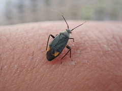 Polymerus venaticus