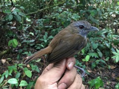 Malacocincla sepiaria