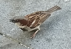 Passer domesticus