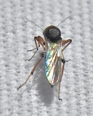 Palpomyia