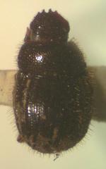 Trichillidium pilosum