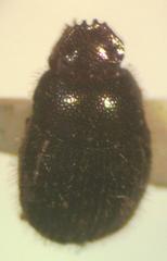 Trichillidium pilosum
