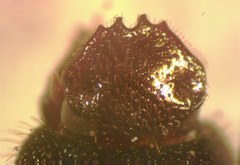 Trichillidium pilosum