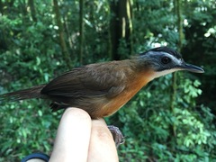 Pellorneum capistratum