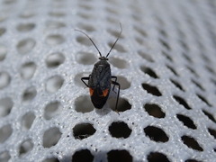 Polymerus venaticus