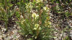Pedicularis parryi