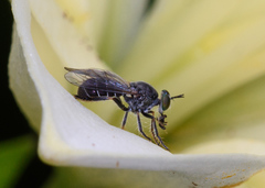 Atomosia melanopogon