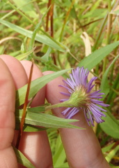 Media resource of Canadanthus modestus