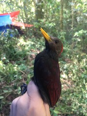 Blythipicus rubiginosus