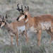 Pronghorn - Photo (c) Alex Lamoreaux, some rights reserved (CC BY-NC), uploaded by Alex Lamoreaux
