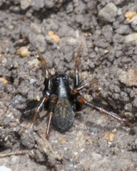 Allocosa