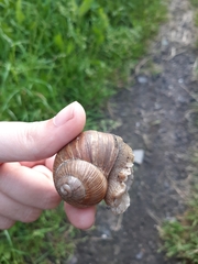 Helix pomatia
