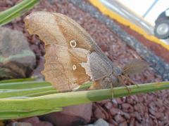 Antheraea montezuma