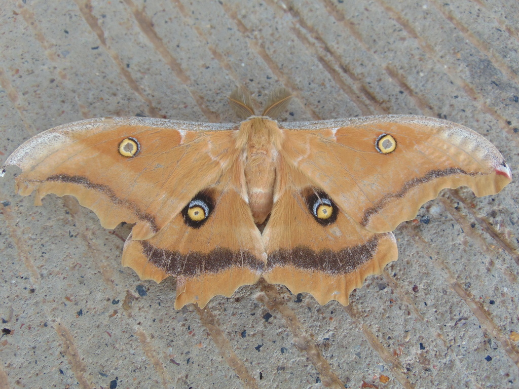 Antheraea montezuma