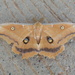 Antheraea montezuma - Photo (c) Kevin Meza, some rights reserved (CC BY-NC), uploaded by Kevin Meza