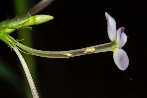 Image of Phlox amplifolia by (c) Nathan Aaron, some rights reserved (CC BY)