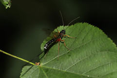 Rhyssella approximator