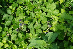 Rubus caesius