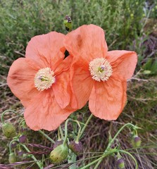 Papaver fugax