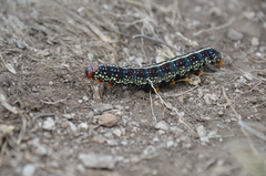 Chlanidophora albicancellata