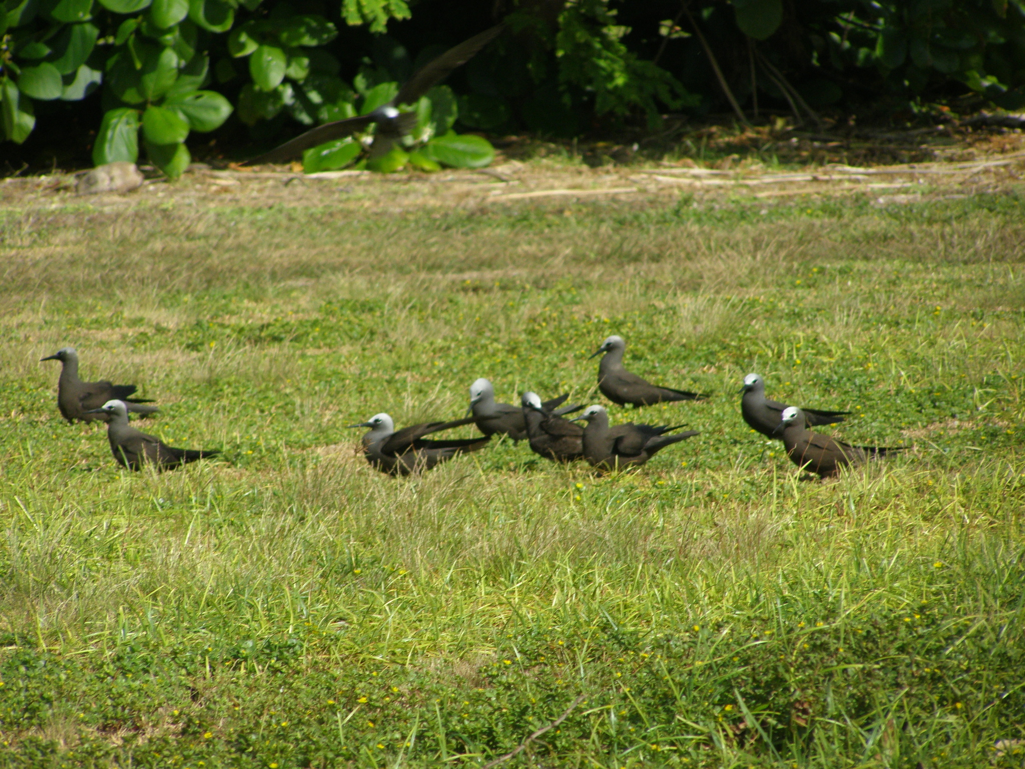 Lesser Noddy
