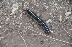 Chlanidophora albicancellata