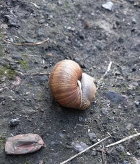 Helix pomatia