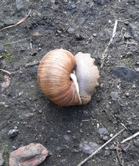 Helix pomatia