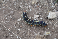 Chlanidophora albicancellata
