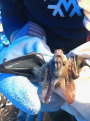 Megaderma spasma
