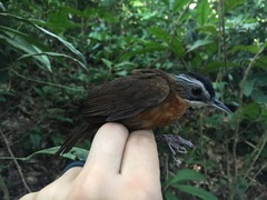 Pellorneum capistratum