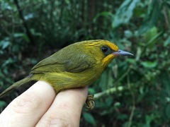 Cyanoderma chrysaeum